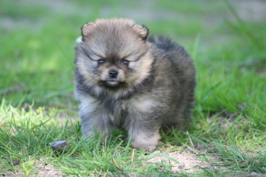 des Gardiens d'Hadès - Chiots disponibles - Spitz allemand