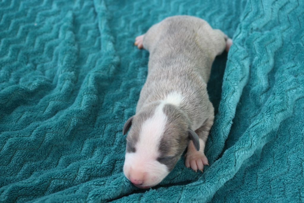des Gardiens d'Hadès - Chiots disponibles - Whippet