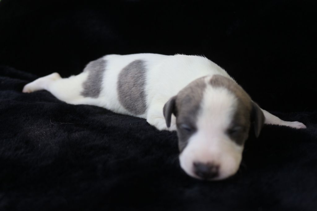 des Gardiens d'Hadès - Chiots disponibles - Whippet