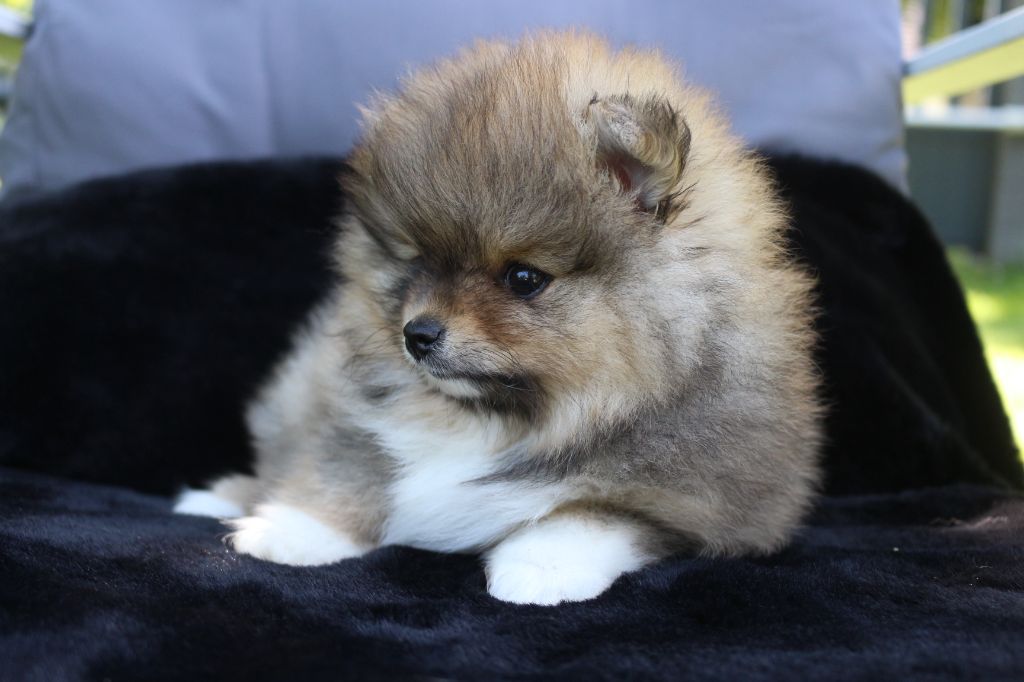 des Gardiens d'Hadès - Chiots disponibles - Spitz allemand