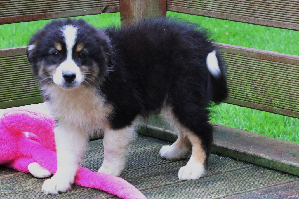 des Gardiens d'Hadès - Chiots disponibles - Berger Australien