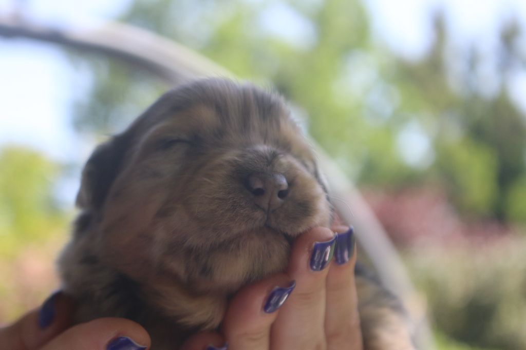 des Gardiens d'Hadès - Chiots disponibles - Berger Australien