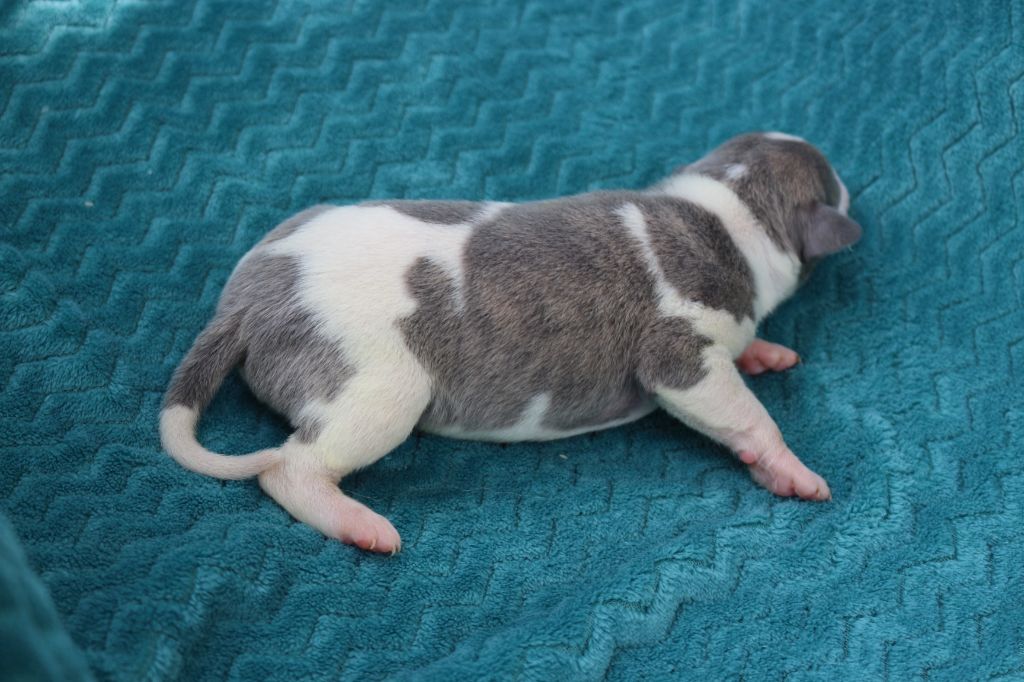 des Gardiens d'Hadès - Chiots disponibles - Whippet