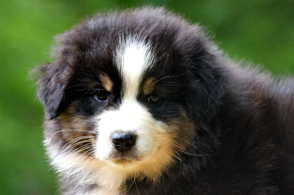Chiot Berger Australien des Gardiens d'Hadès