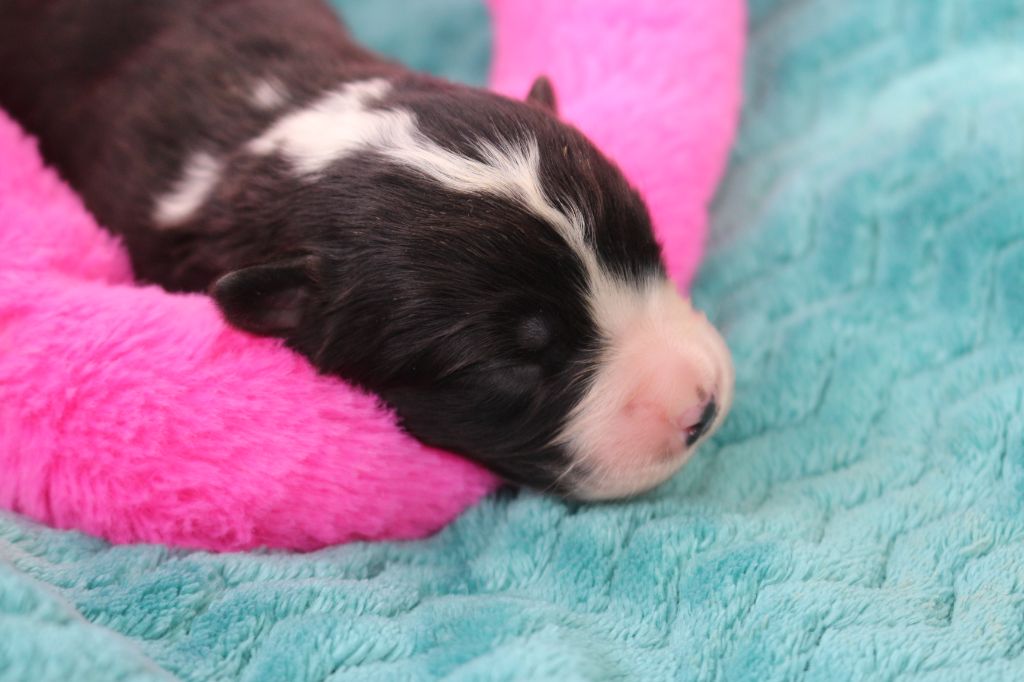 des Gardiens d'Hadès - Chiots disponibles - Berger Australien