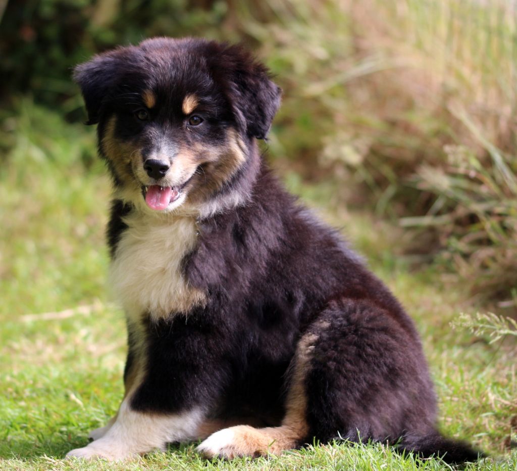 des Gardiens d'Hadès - Chiots disponibles - Berger Australien