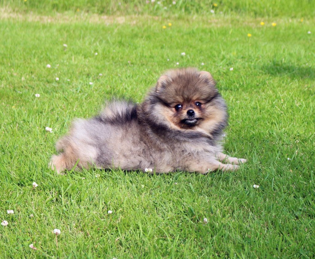 des Gardiens d'Hadès - Chiots disponibles - Spitz allemand
