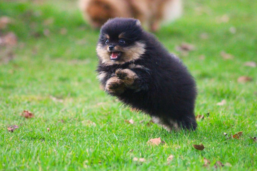 Chiot Spitz allemand des Gardiens d'Hadès