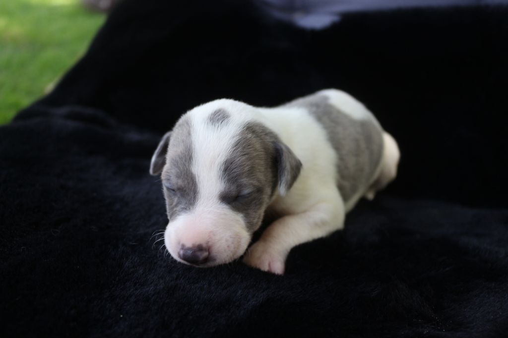 des Gardiens d'Hadès - Chiots disponibles - Whippet