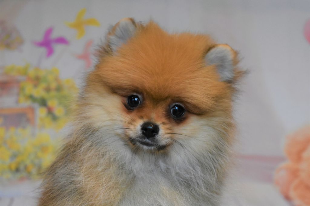 Chiot Spitz allemand des Gardiens d'Hadès