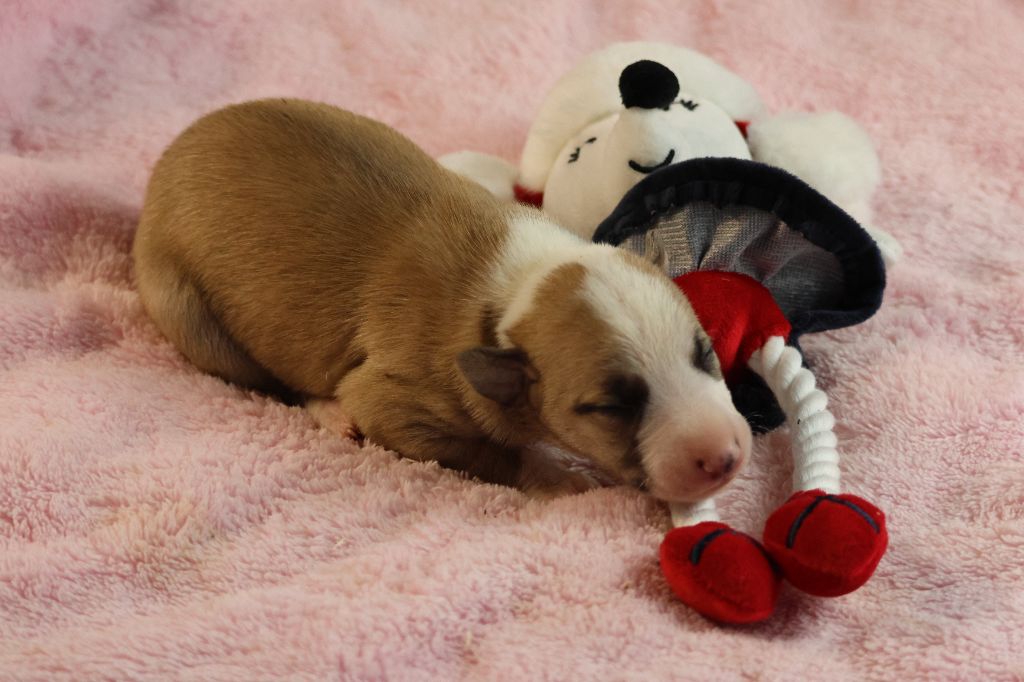 Chiot Whippet des Gardiens d'Hadès