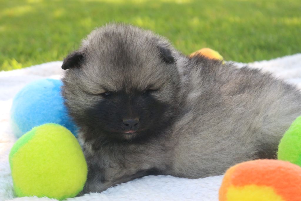 des Gardiens d'Hadès - Chiots disponibles - Spitz allemand