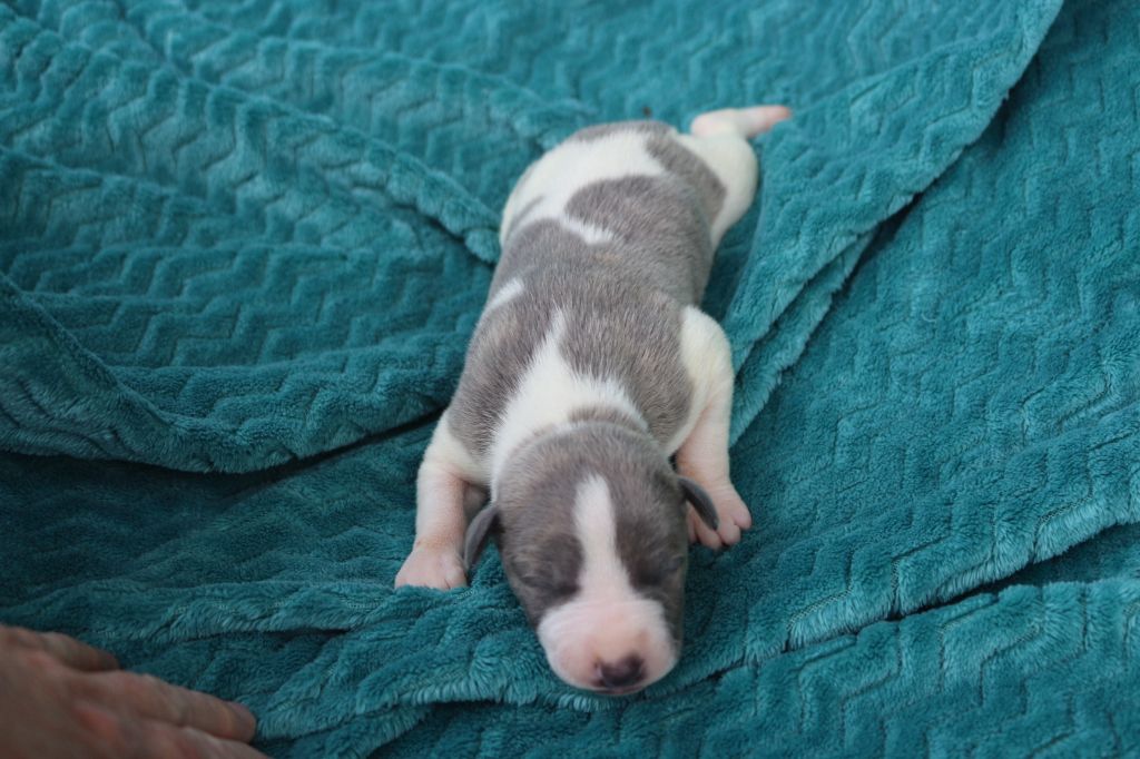 des Gardiens d'Hadès - Chiots disponibles - Whippet