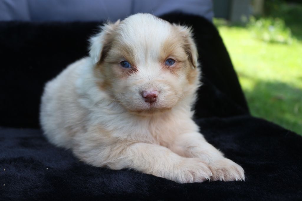 des Gardiens d'Hadès - Chiots disponibles - Berger Australien