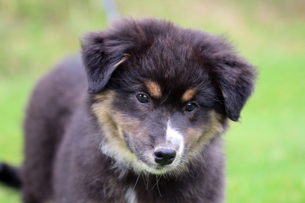 des Gardiens d'Hadès - Chiots disponibles - Berger Australien