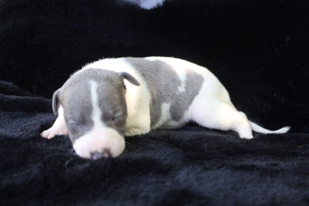 des Gardiens d'Hadès - Chiots disponibles - Whippet