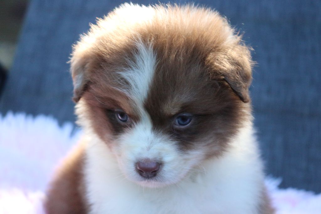 des Gardiens d'Hadès - Chiots disponibles - Berger Australien