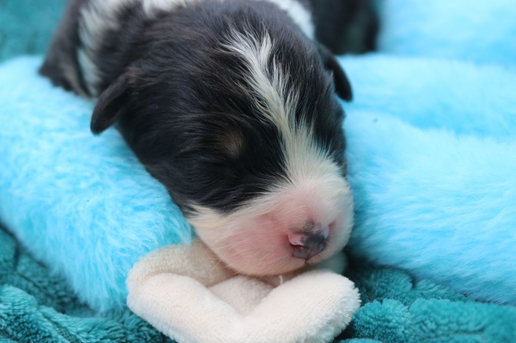 des Gardiens d'Hadès - Chiots disponibles - Berger Australien