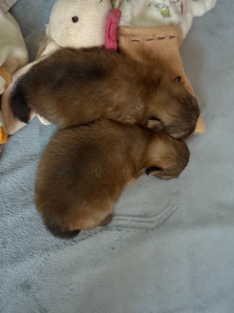 Chiot Spitz allemand des Gardiens d'Hadès