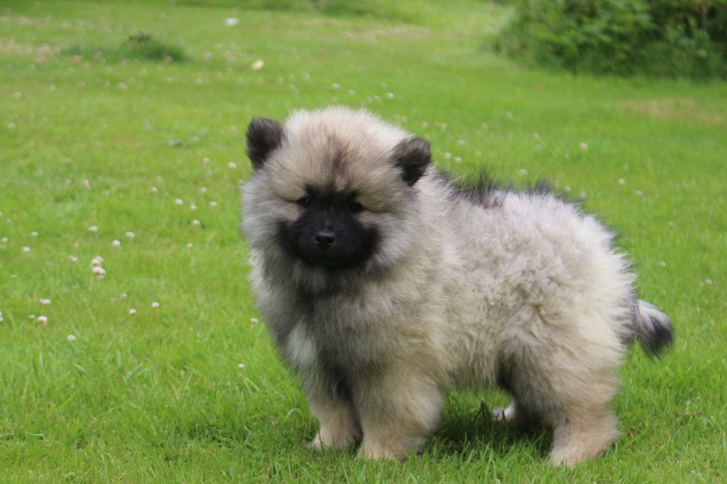 des Gardiens d'Hadès - Chiots disponibles - Spitz allemand
