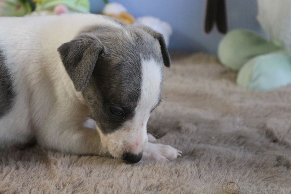 des Gardiens d'Hadès - Chiots disponibles - Whippet
