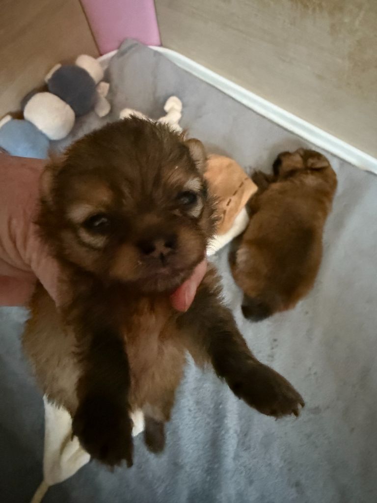 des Gardiens d'Hadès - Chiots disponibles - Spitz allemand