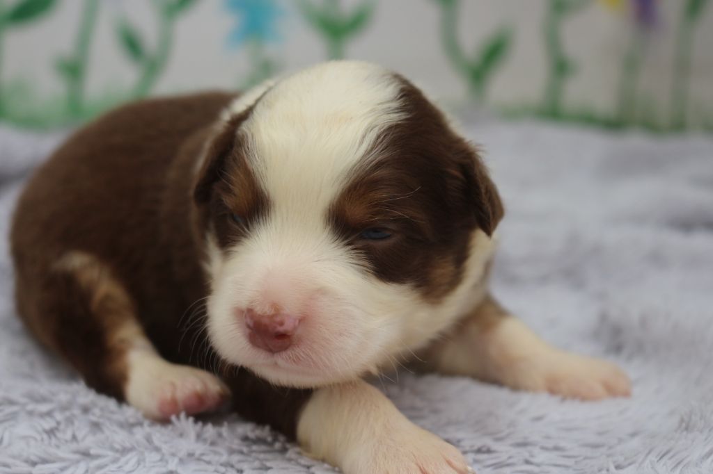 des Gardiens d'Hadès - Chiots disponibles - Berger Australien