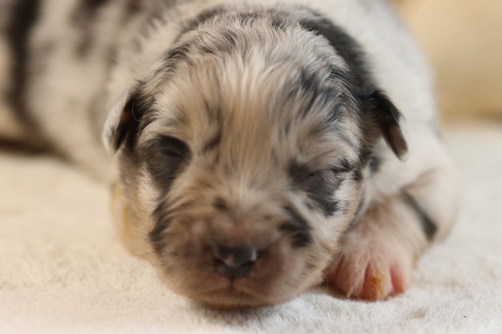 des Gardiens d'Hadès - Chiots disponibles - Berger Australien