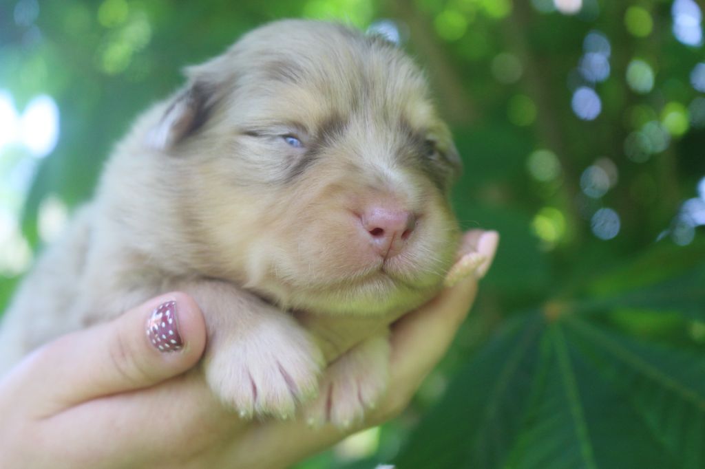 des Gardiens d'Hadès - Chiots disponibles - Berger Australien