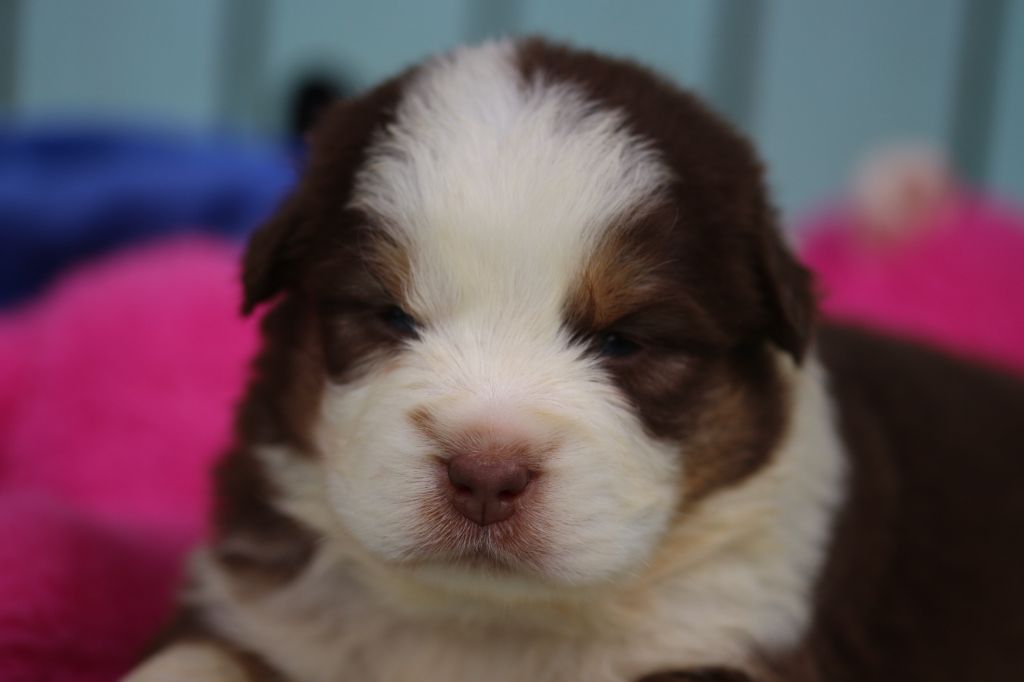 des Gardiens d'Hadès - Chiots disponibles - Berger Australien