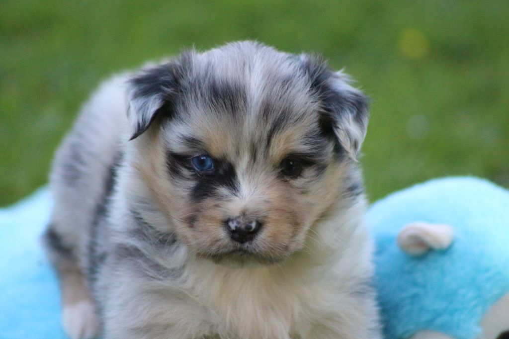 des Gardiens d'Hadès - Chiots disponibles - Berger Australien