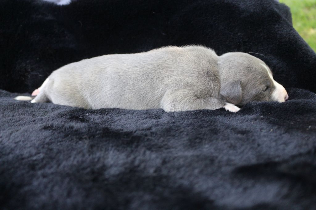 des Gardiens d'Hadès - Chiots disponibles - Whippet