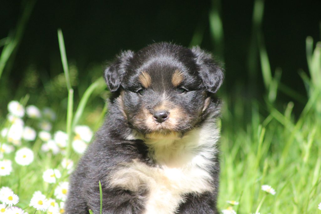 des Gardiens d'Hadès - Chiots disponibles - Berger Australien