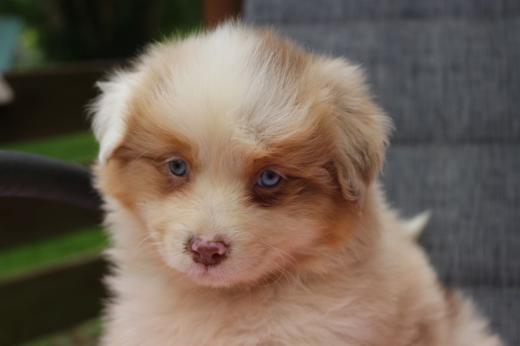 des Gardiens d'Hadès - Chiots disponibles - Berger Australien