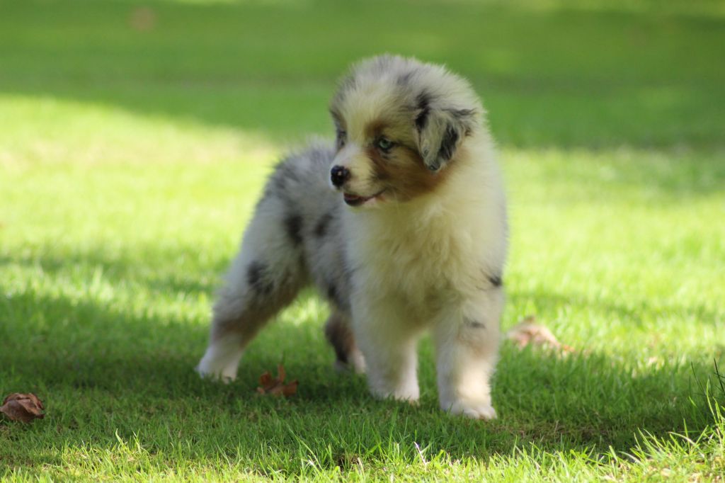 Chiot Berger Australien des Gardiens d'Hadès