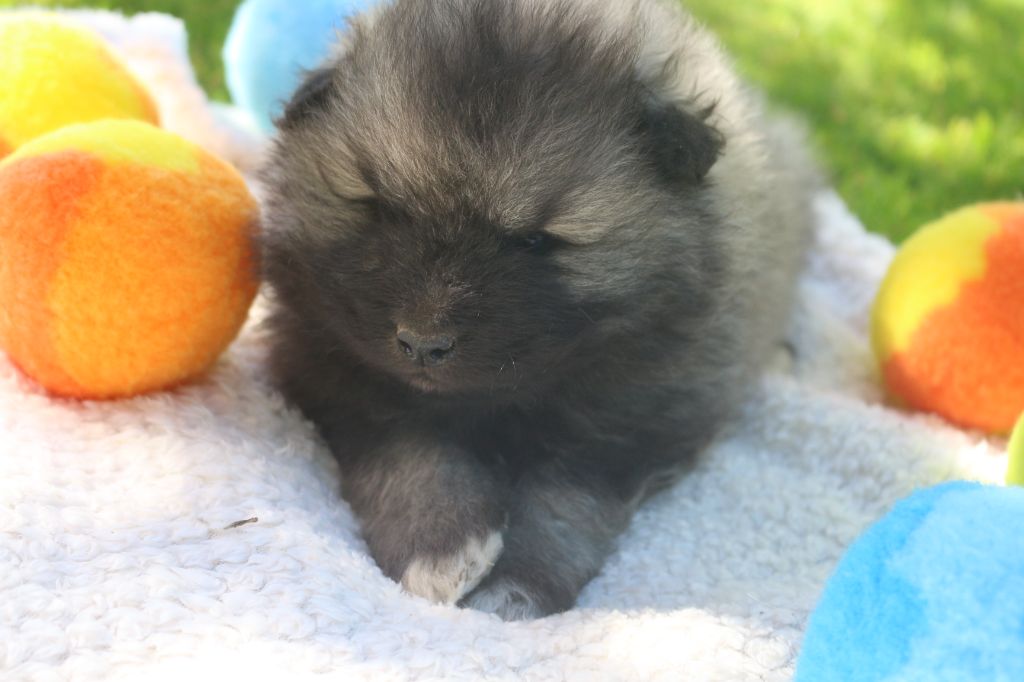 des Gardiens d'Hadès - Chiots disponibles - Spitz allemand