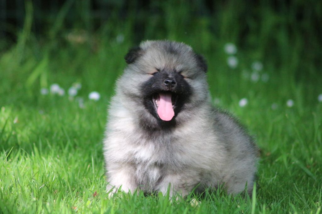 des Gardiens d'Hadès - Chiots disponibles - Spitz allemand