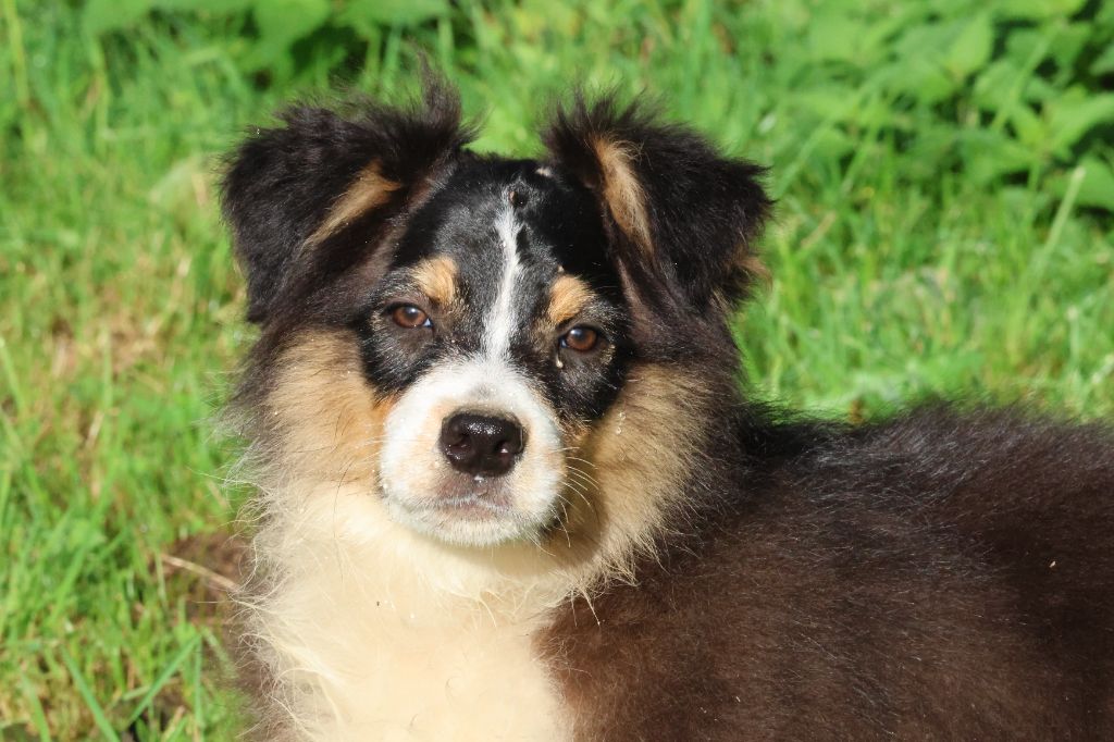 des Gardiens d'Hadès - Chiots disponibles - Berger Australien