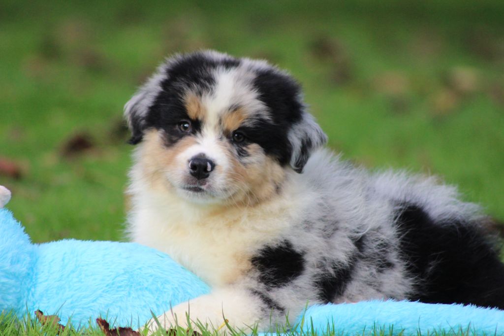 Chiot Berger Australien des Gardiens d'Hadès