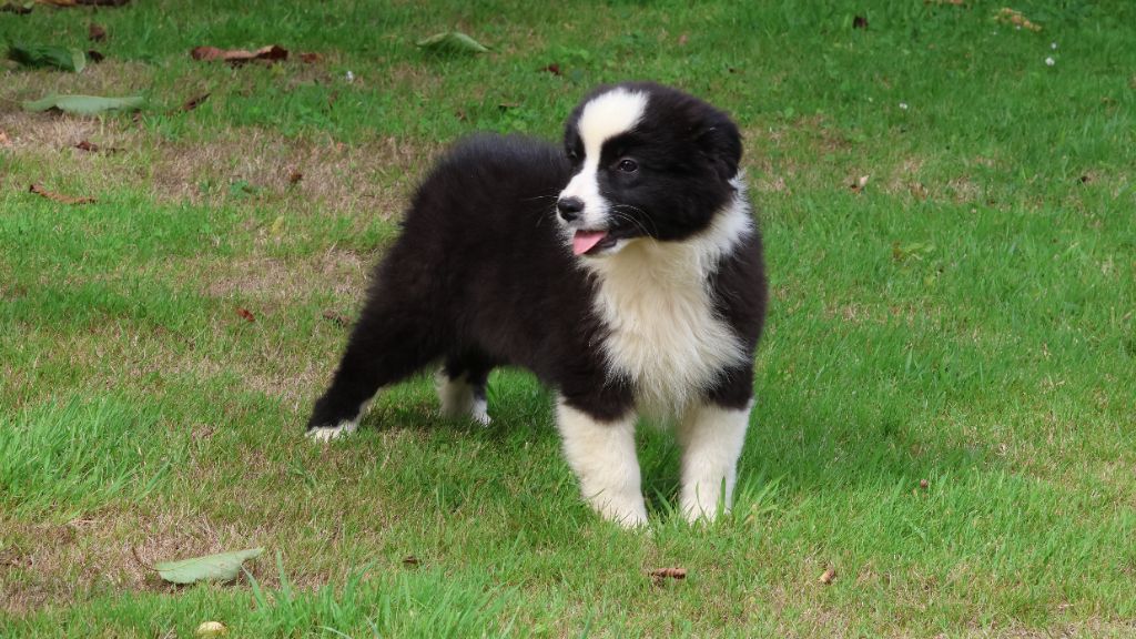 des Gardiens d'Hadès - Chiots disponibles - Berger Australien