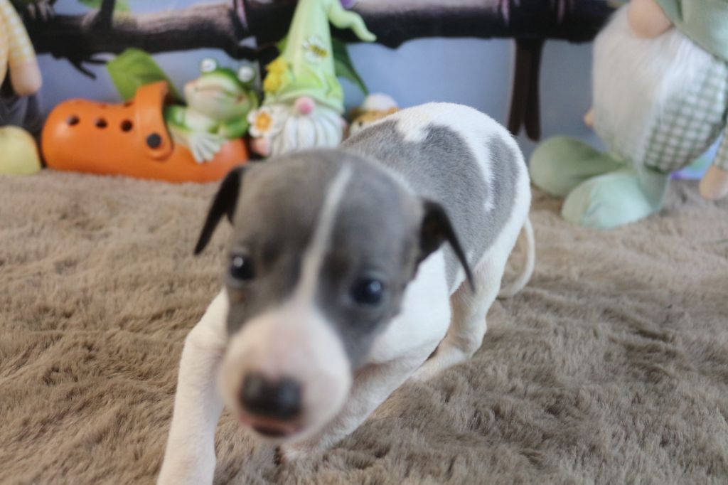 des Gardiens d'Hadès - Chiots disponibles - Whippet