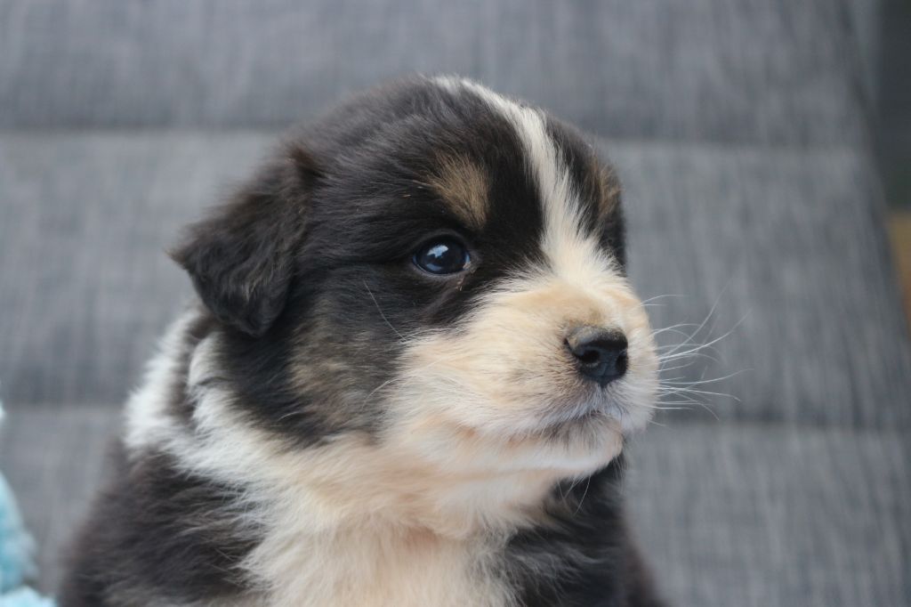des Gardiens d'Hadès - Chiots disponibles - Berger Australien