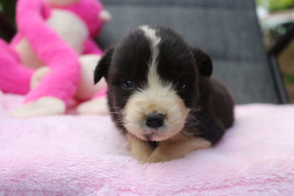des Gardiens d'Hadès - Chiots disponibles - Berger Australien