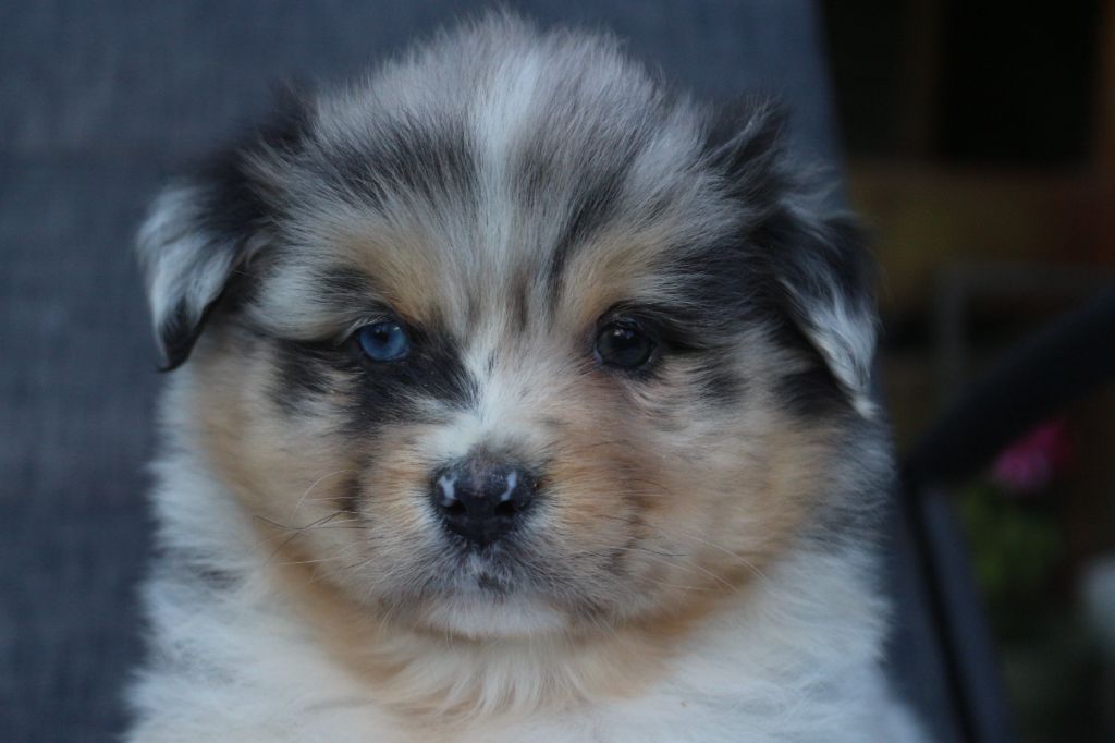 des Gardiens d'Hadès - Chiots disponibles - Berger Australien
