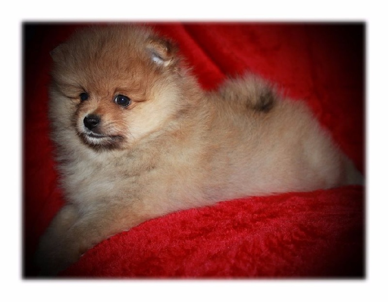 Chiot Spitz allemand des Gardiens d'Hadès
