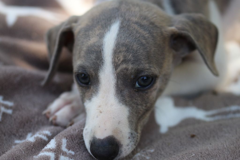 des Gardiens d'Hadès - Chiots disponibles - Whippet
