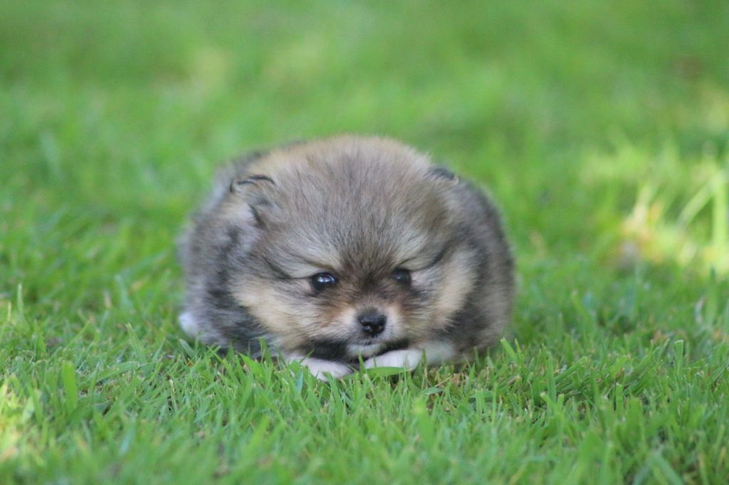 des Gardiens d'Hadès - Chiots disponibles - Spitz allemand