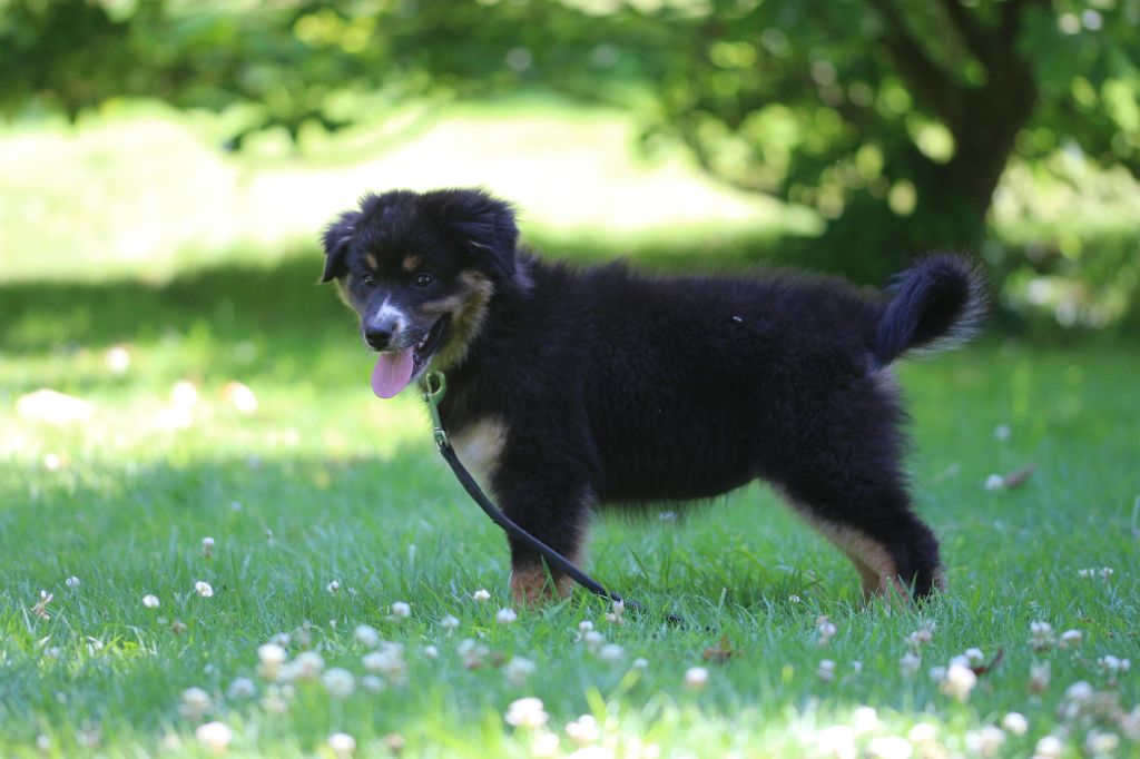 des Gardiens d'Hadès - Chiots disponibles - Berger Australien