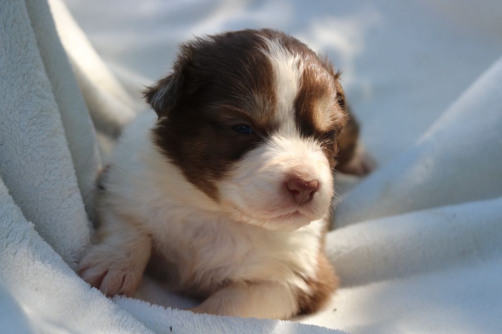 des Gardiens d'Hadès - Chiots disponibles - Berger Australien