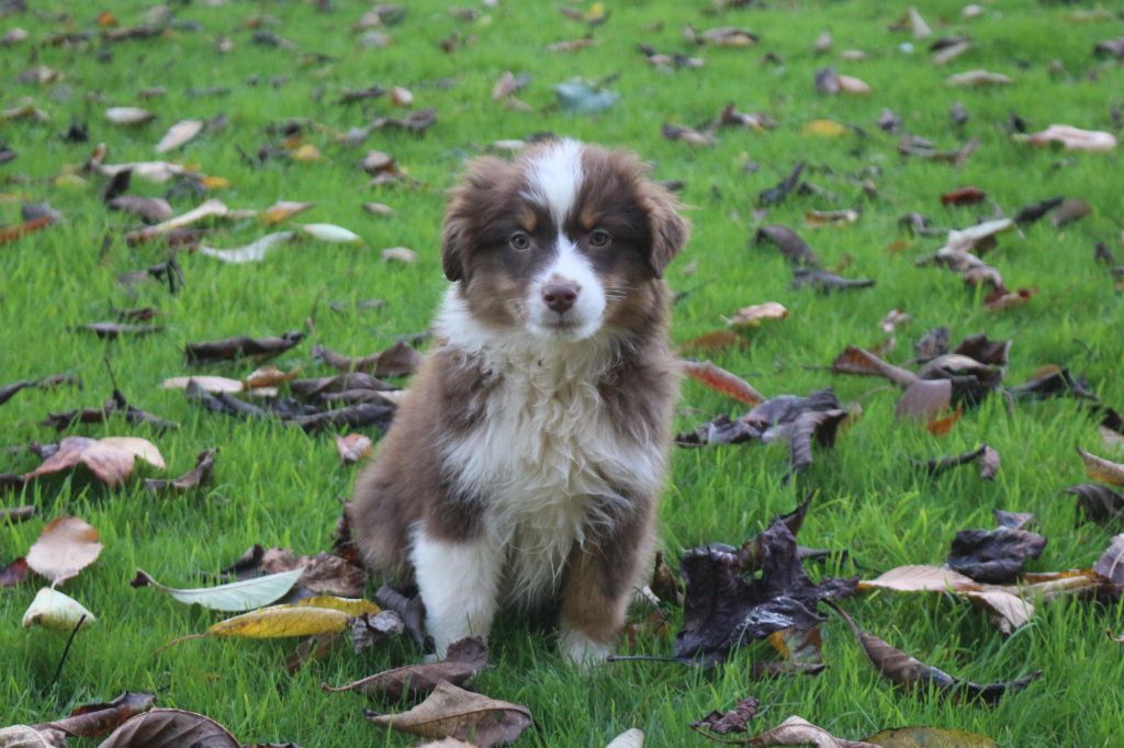 Chiot Berger Australien des Gardiens d'Hadès